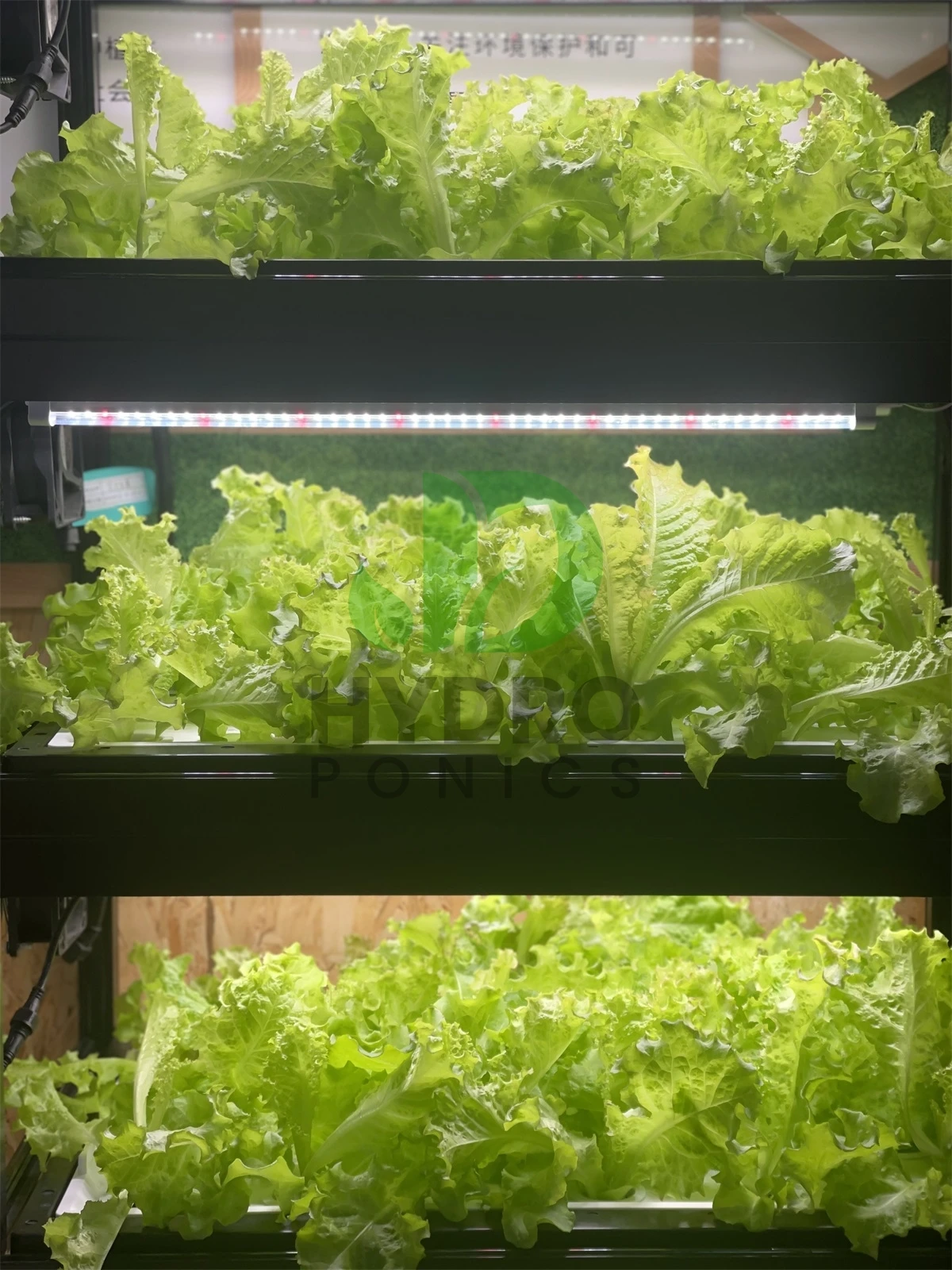 실내 홈 스마트 Led Aquaponics 캐비닛 허브 - Aquaponics Home Kit 리뷰 및 가격