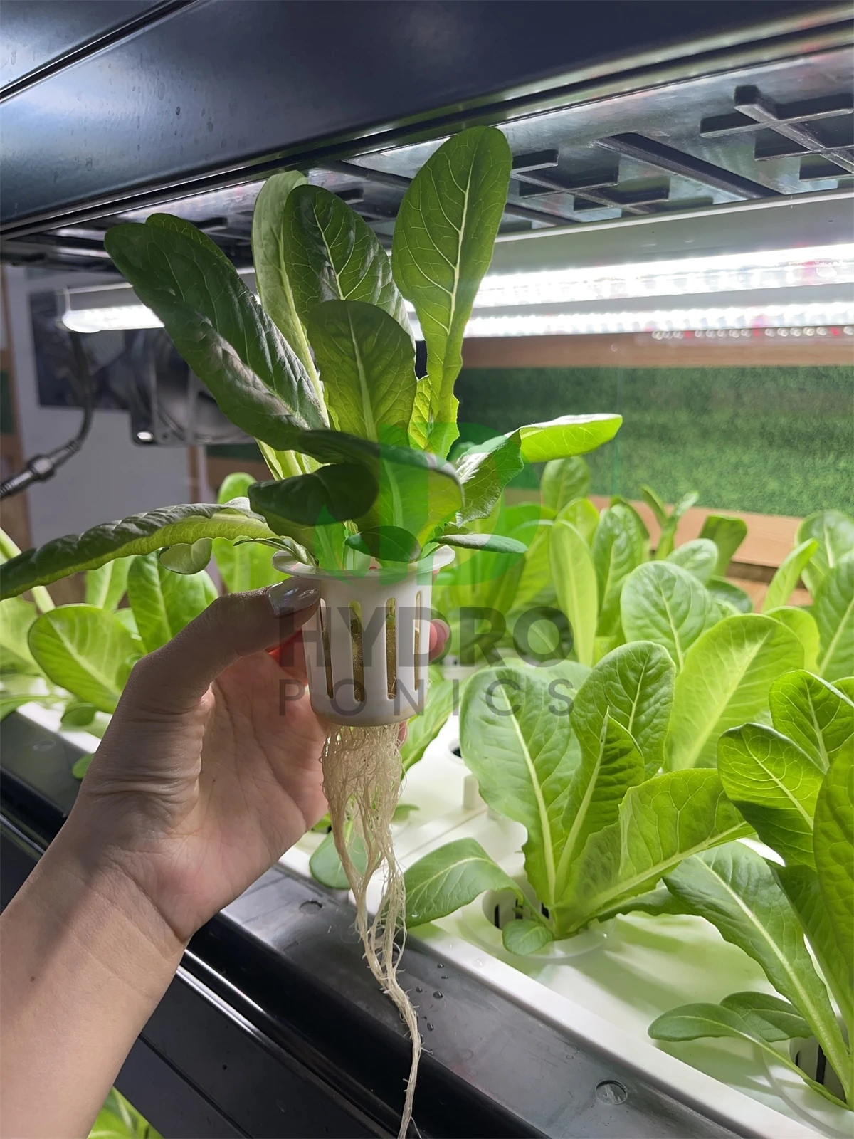 실내 홈 스마트 Led Aquaponics 캐비닛 허브 - Aquaponics Home Kit 리뷰 및 가격